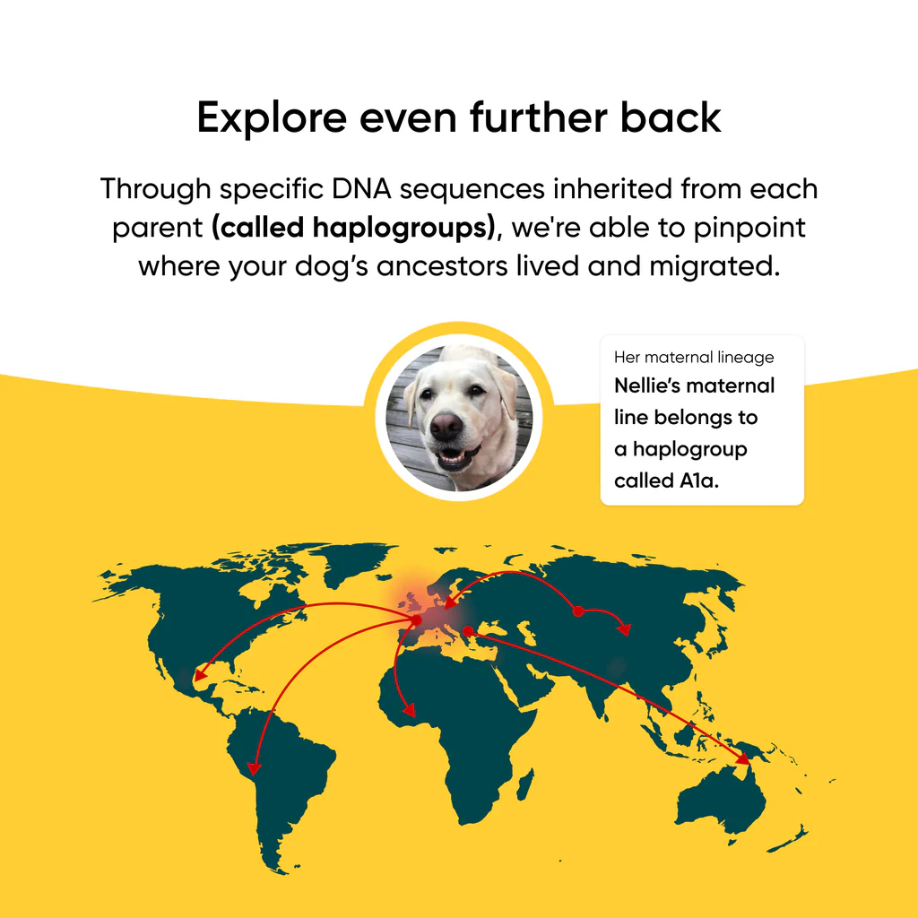 Dog DNA Test